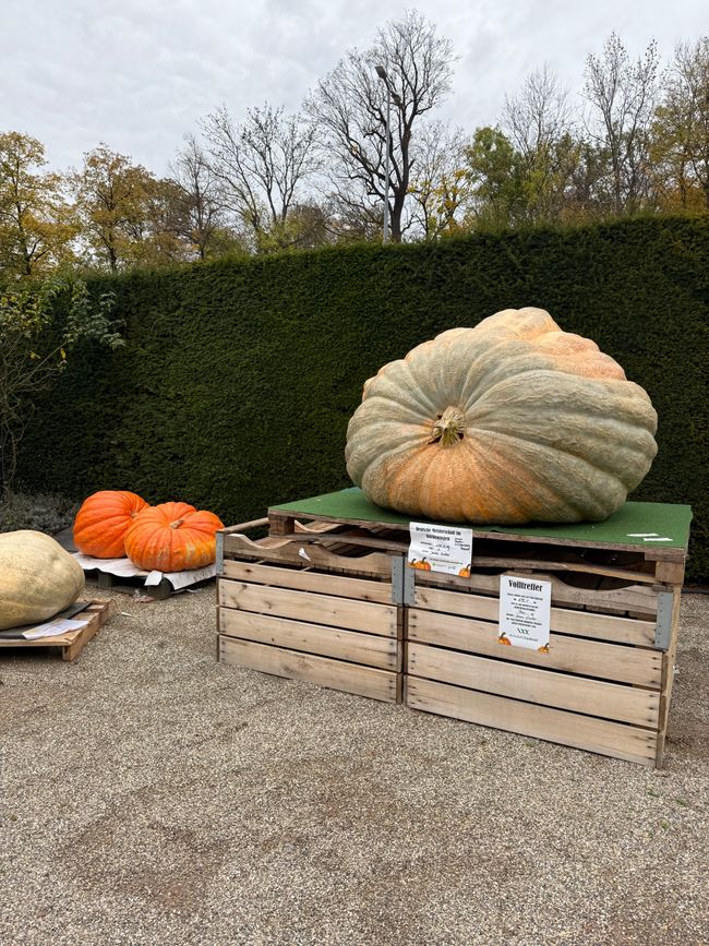 📍 Esposizione di zucche, Ludwigsburg/ 📍 Pumpkin exhibition, Ludwigsburg