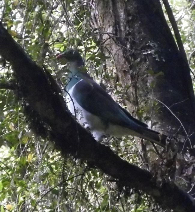 Grand pigeon