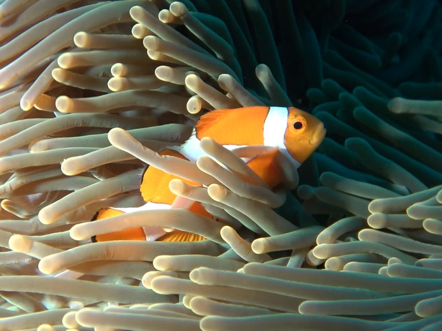 Travis auf Tauchsafari in Raja Ampat