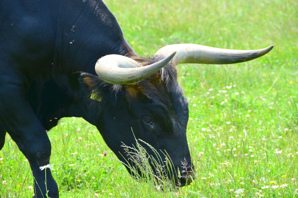 * * * S E C H T A S A F A R I - der Auerochsenweg
bei Bopfingen * * *