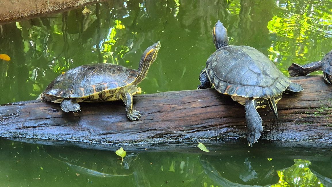 Rotwangen Schildkröten