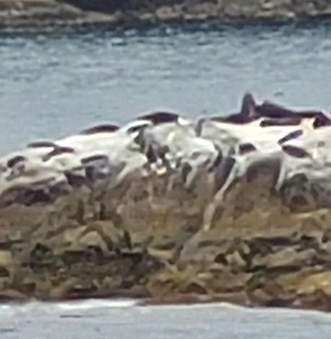 Tag 85 von 175: Kreuzfahrt rund um die Welt  - Routenänderung  wegen der Wetterbedingungen  - Kreuzen im Dusky Sound und Breaksea Sound/Neuseeland