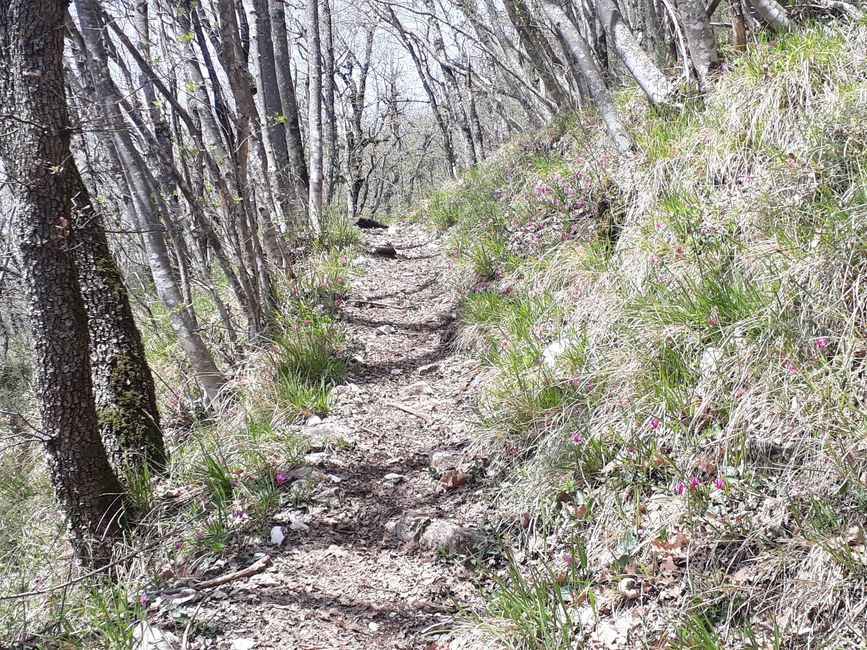 A tranquil path in the forest