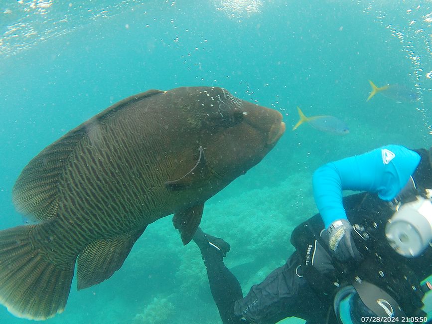 Tag 27, 21. Mai, Great Barrier Reef