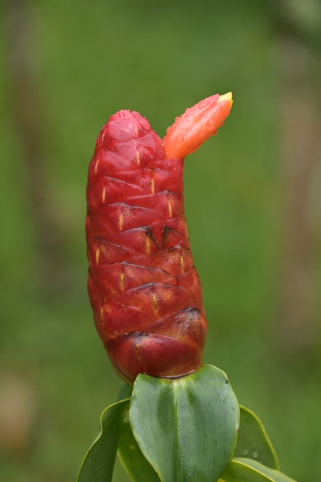 Gingembre rouge