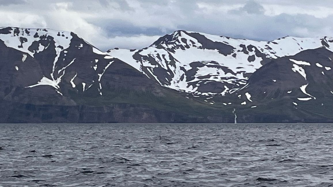 Whale Watching