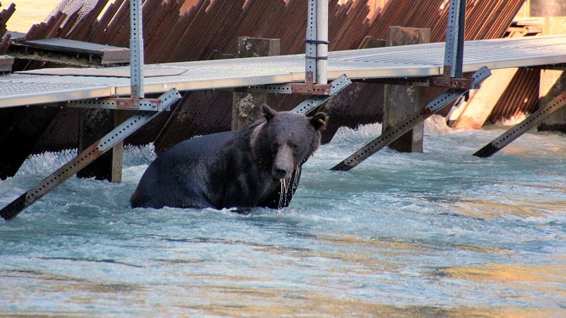 Day 26: Chilkoot River - a big bear show & photoshoot with 'Lulu'