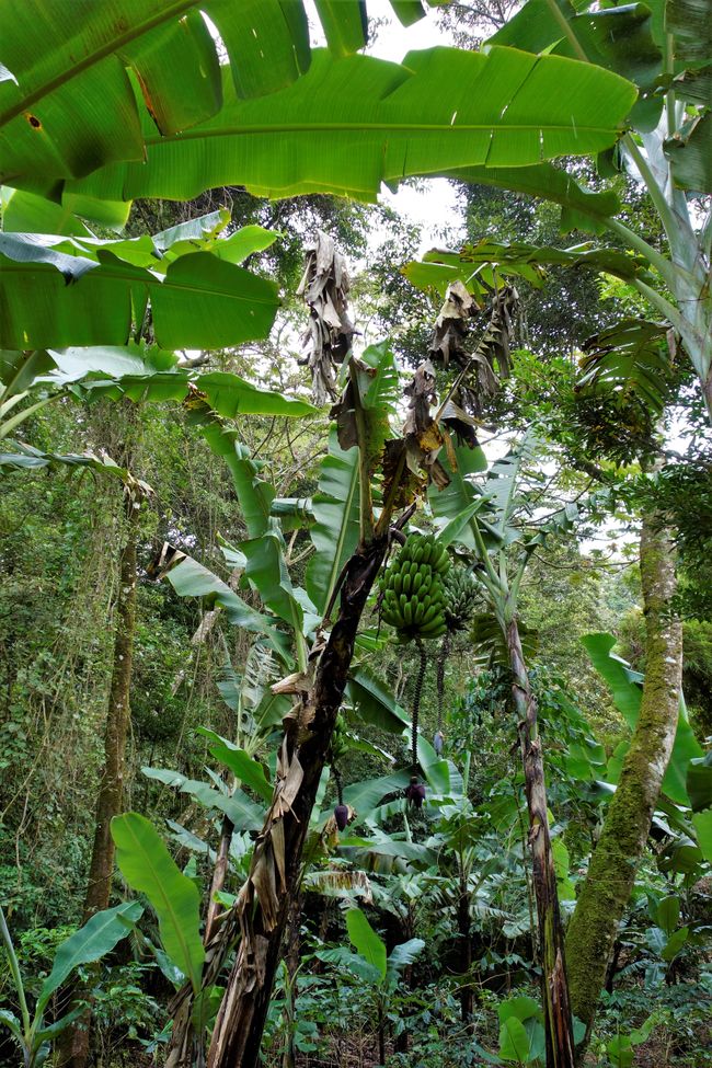 Bananenstaude