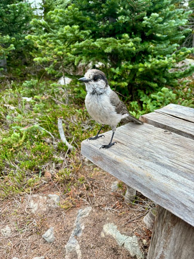 Day 15 - Whistler