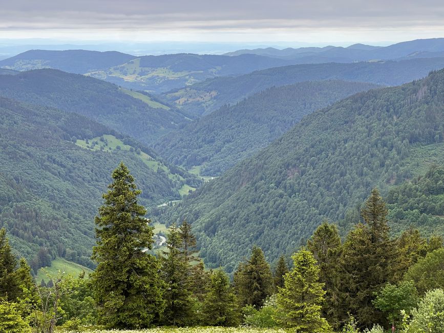 26 Feldbergsteig Escursione Pro Wolermoos