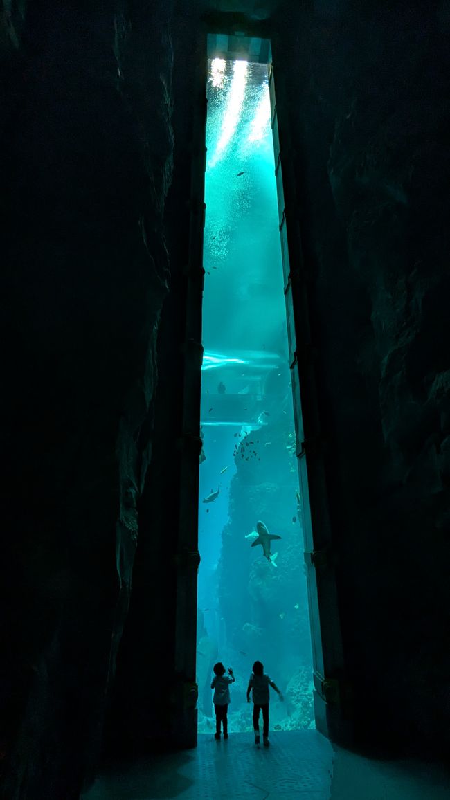 标签 7 (2024) 迪拜海洋世界与雅斯湾