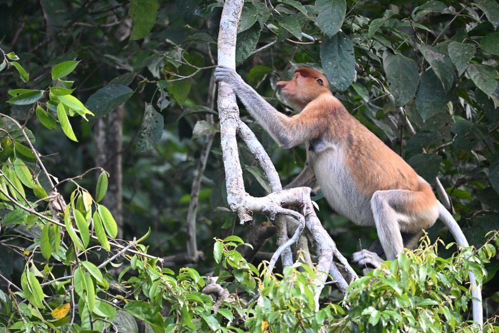 Kinabatangan