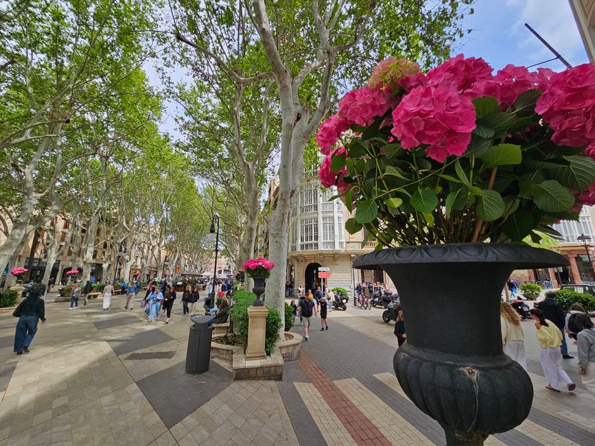 Palma di Maiorca
