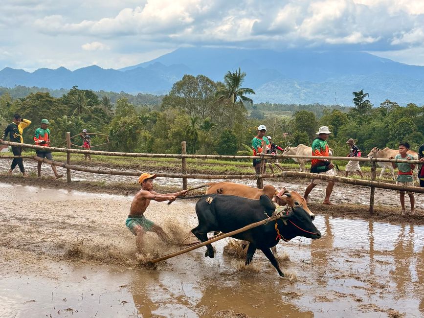 Pacu Jawi