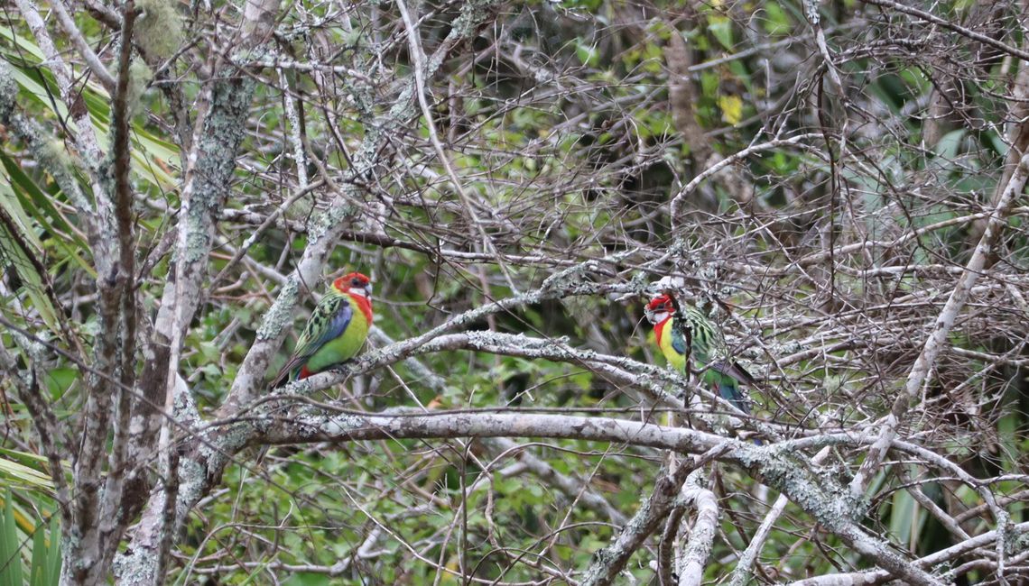 Papagei Eastern Rosella