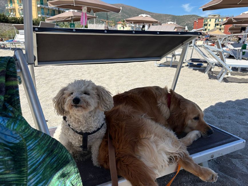 Wer hat die Hunde rausgelassen?