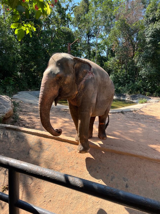 Tag 16 - Phu Quoc: Tierische Higloghts und glitzerndes Einhorn
