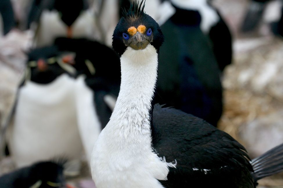 Le cormoran à yeux bleus, le cormoran antarctique, aime nicher près des pingouins de roche.