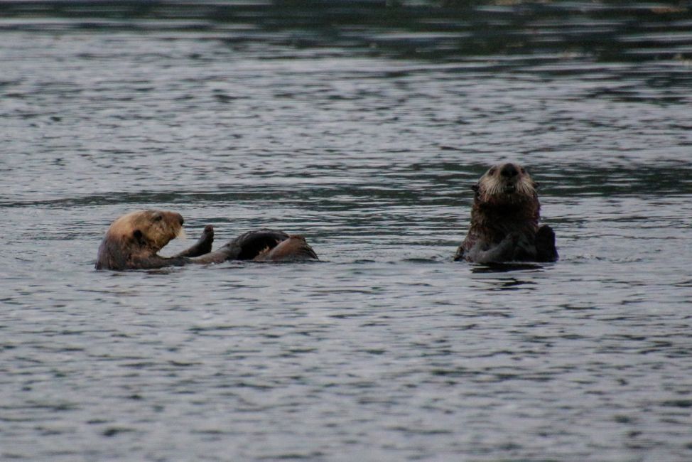 Sea otters