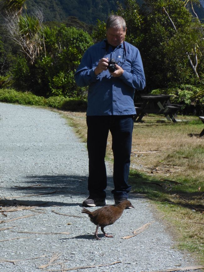 Kiwi ?