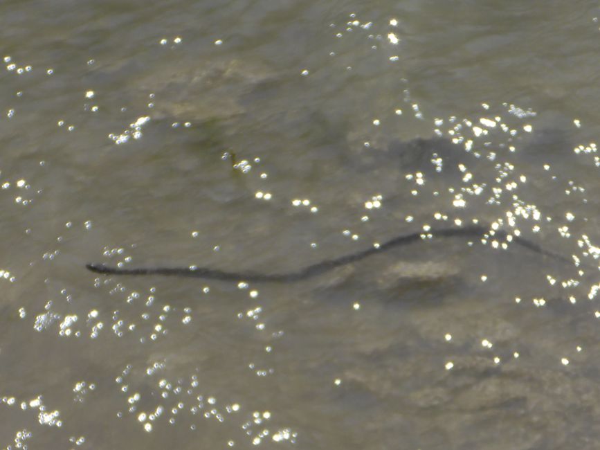 Un serpent passe