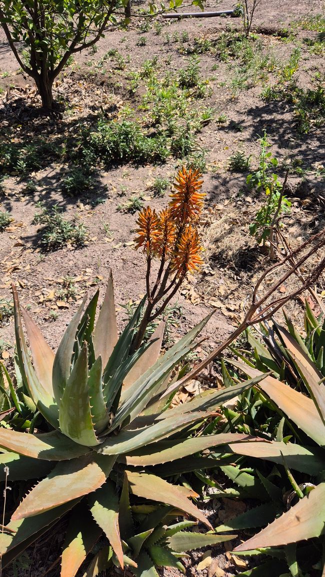 Aloe