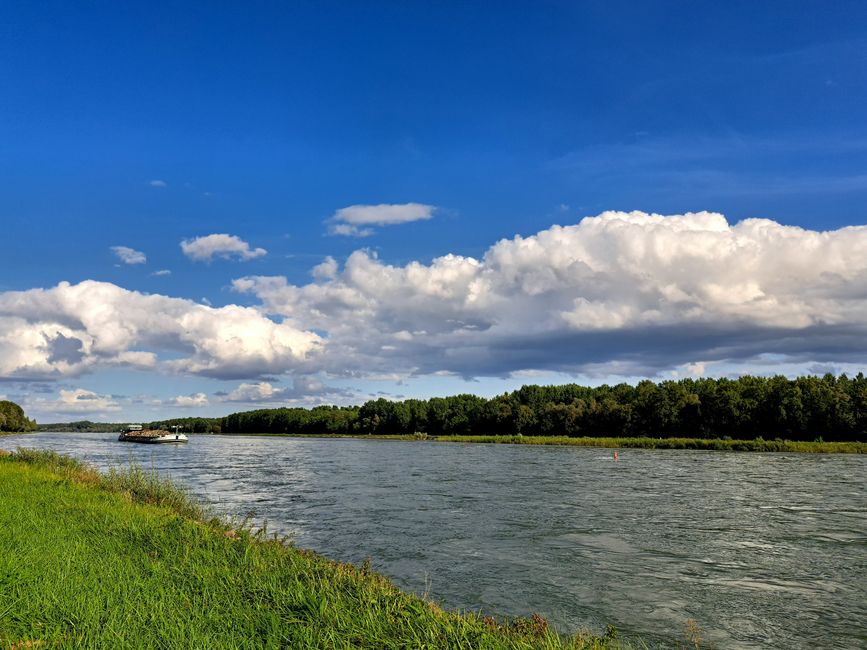 Wieder am Rhein
