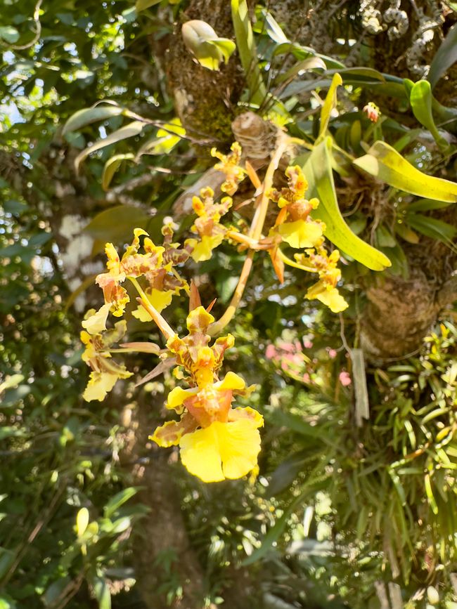 Parco delle orchidee e foresta nebulosa