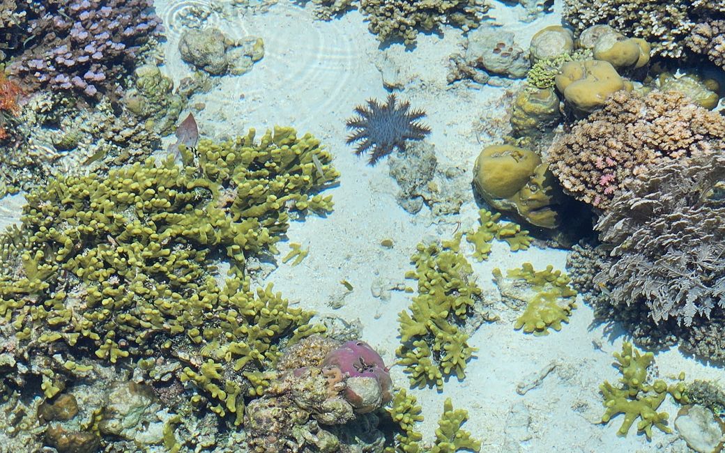 Pulau Papan and the Jellyfish Lake