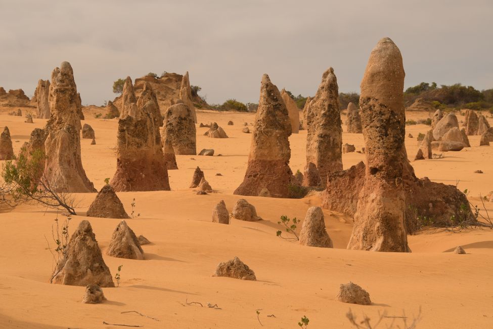 Nambung NP - Gesteins-Zinnen / Pinnacles