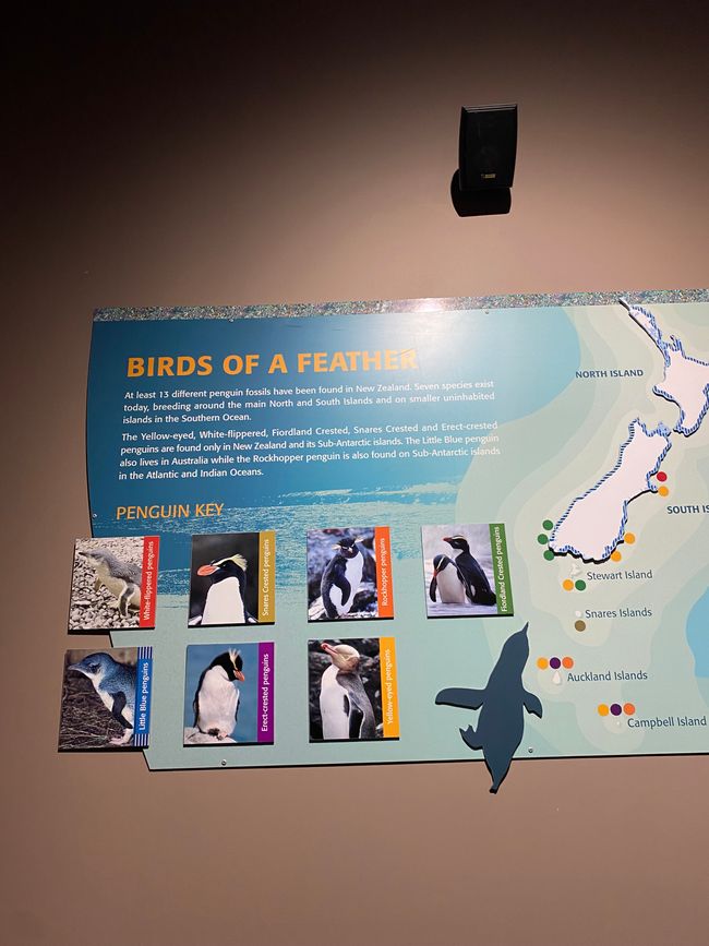 Penguin species