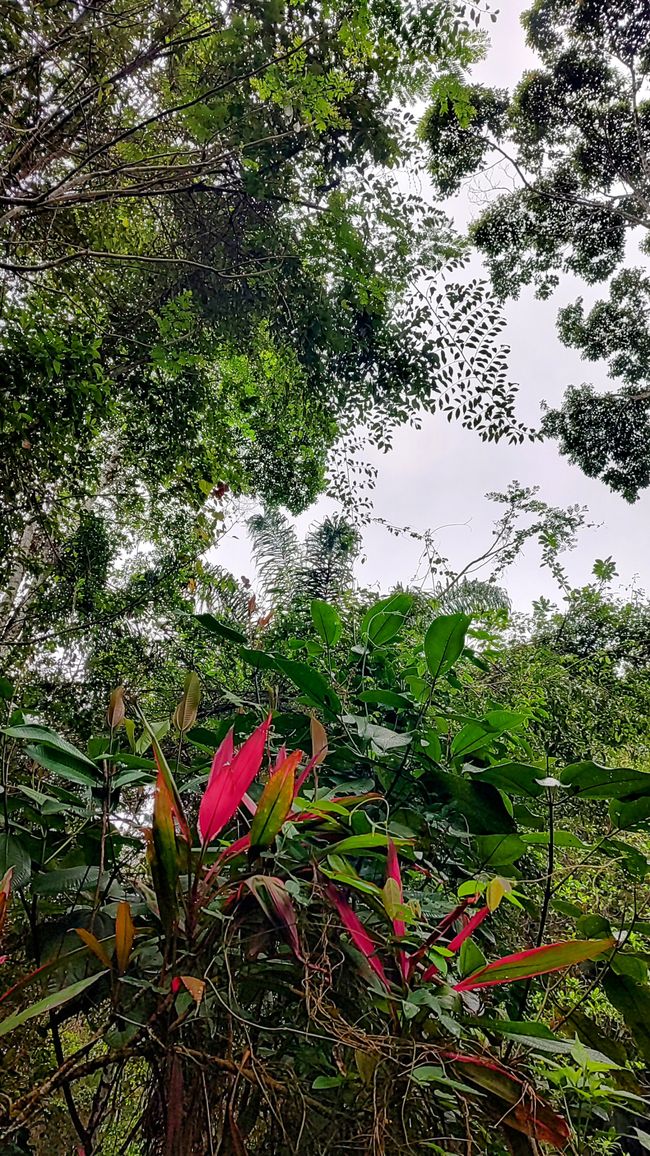 Brasil, Fortaleza Sendero del Bosque Tropical
