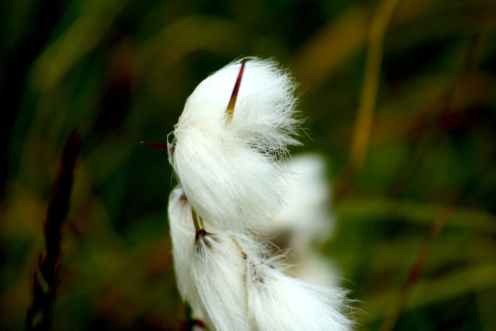 Wollblumen oder Wollgras der Gattung Verbascum