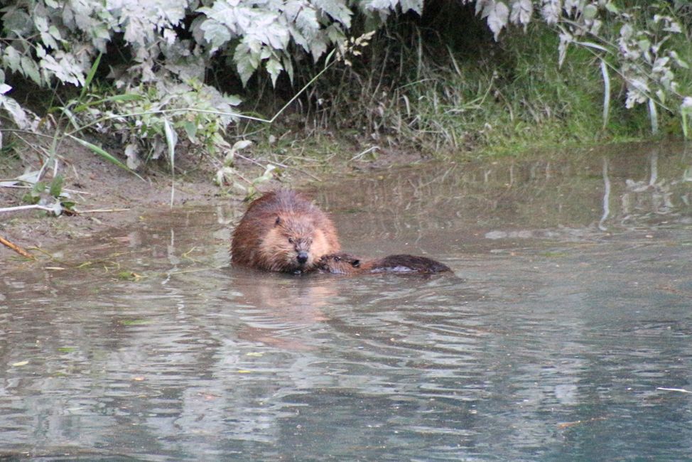 Tag 15: Stewart/Hyder - Grizzlies & (k)ein Salmon Glacier