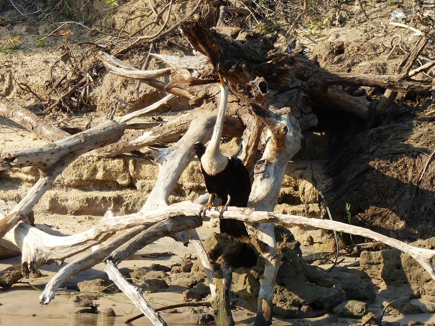 Brasil Pantanal crucero fluvial