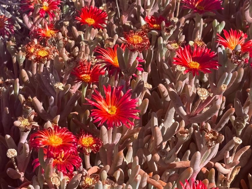 Blooming Peninsula Valdes