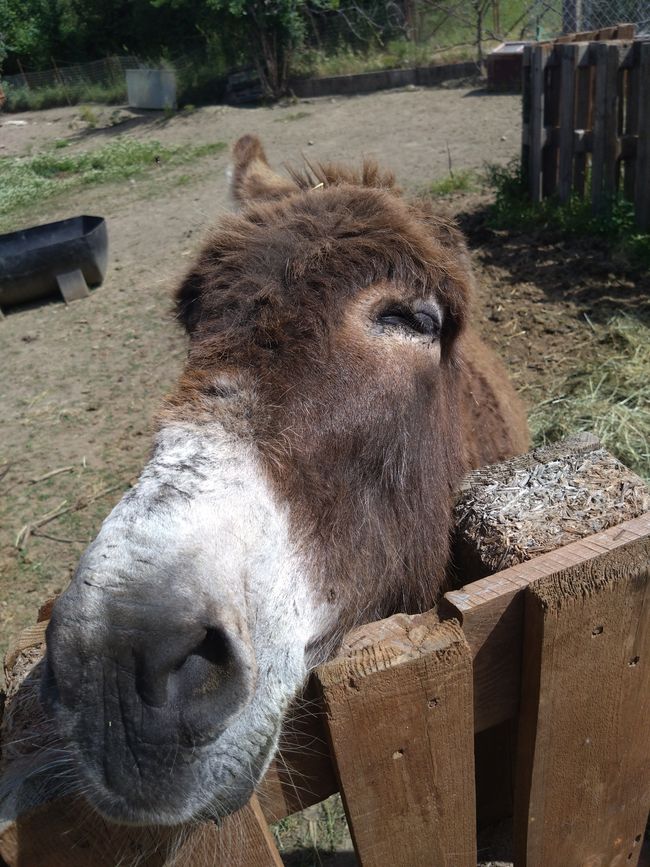 Tag 6: Irgendwas zwischen Ananas und Avocado - die Farm Home for all