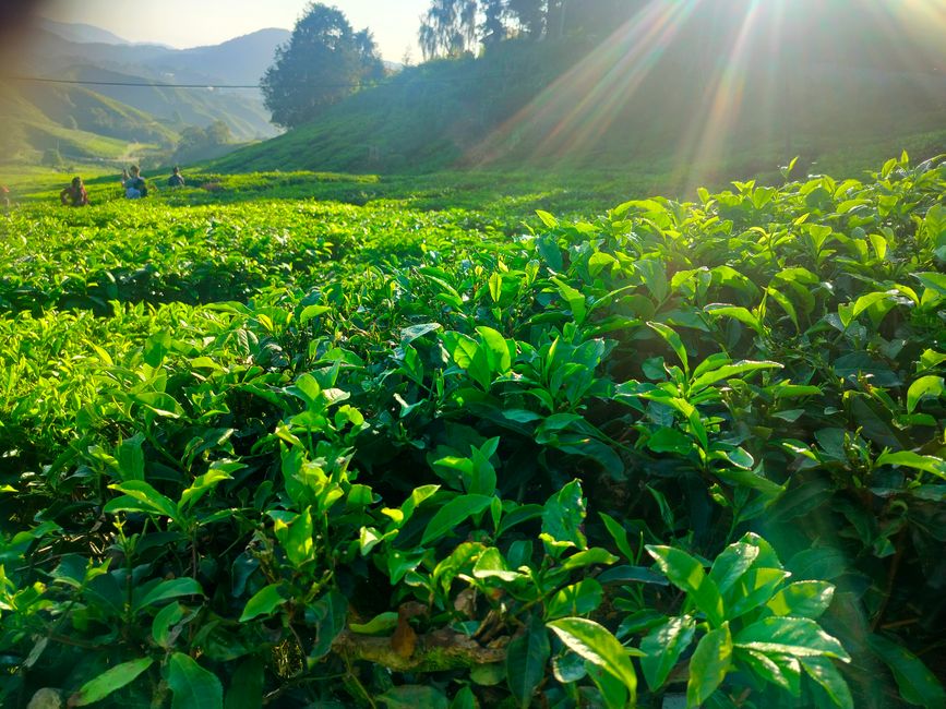 Cameron Highlands
