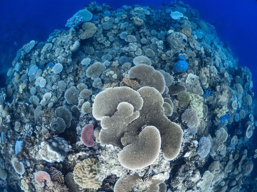 Les dernières impressions restent – Cap sur la Grande Barrière de Corail