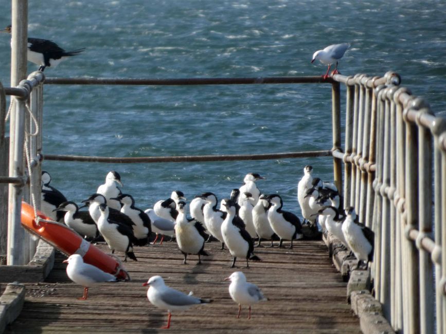 Kingscote, Kangaroo Island