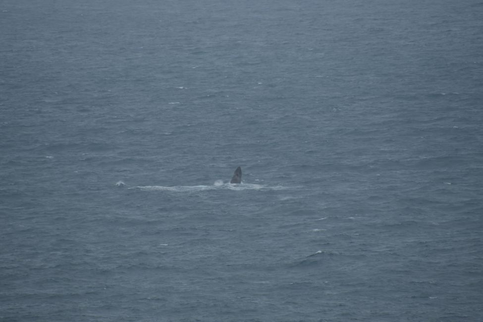 Kalbarri NP - Buckelwal (Springend) / Humpback whale (Breaching)