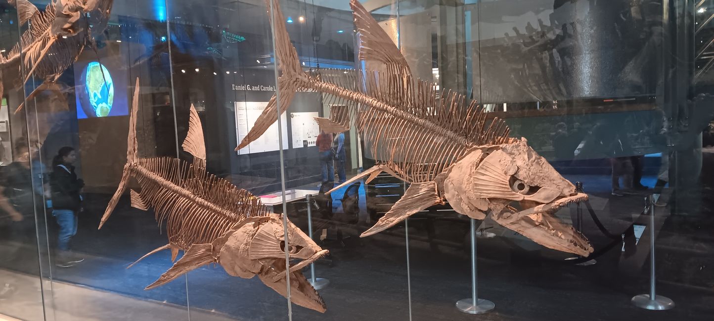 Museum of Natural History I