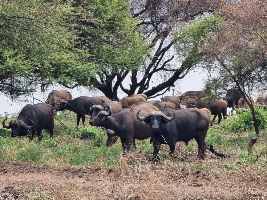 Tansania - Tag 3: Manyara Nationalpark