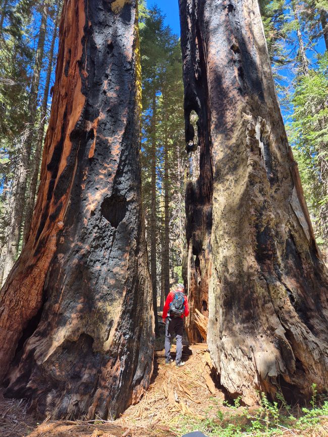 Giganteschi giganti nella Sequoia