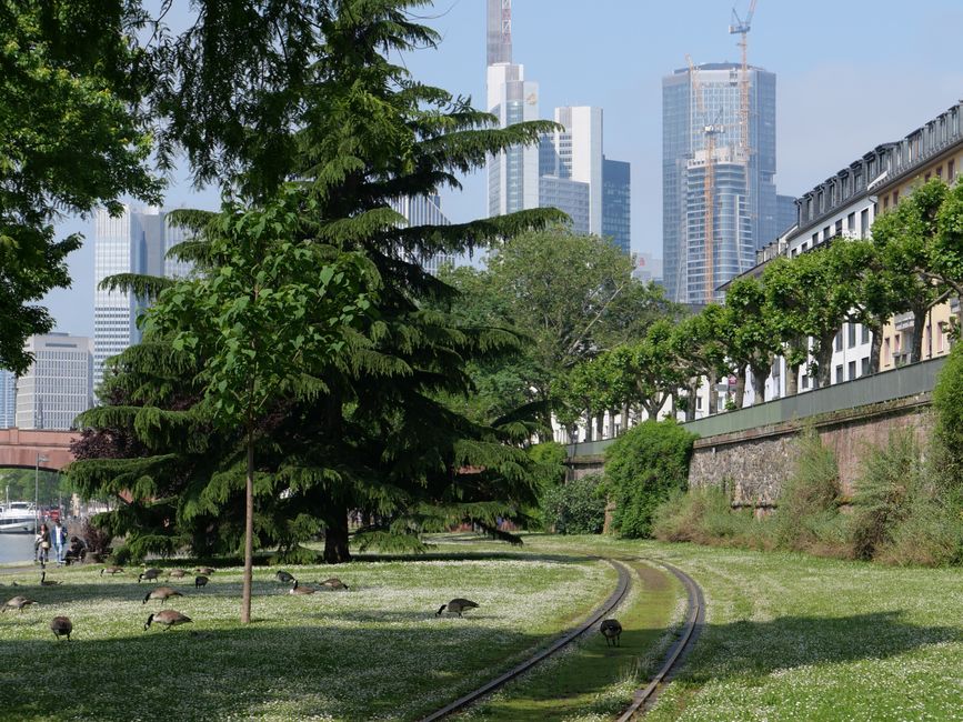 Historische Bahnstrecke vor der Frankfurter Skyline 
