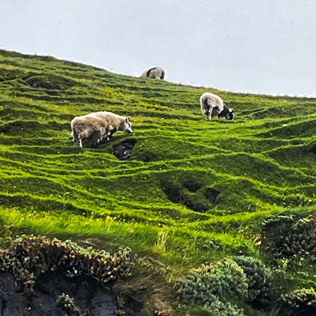 Abschied von Island - Ankunft Färöer 