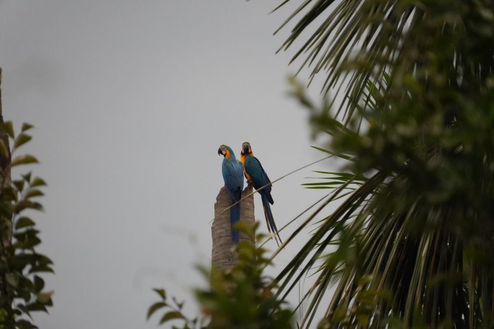 En la selva subtropical cerca de Pousada Bom Jardim