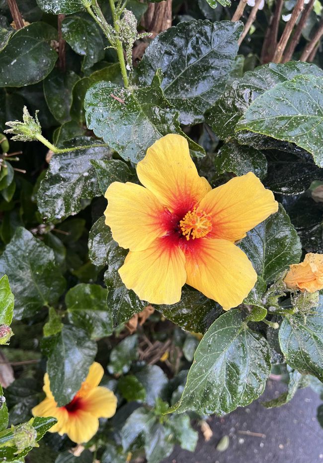 flower