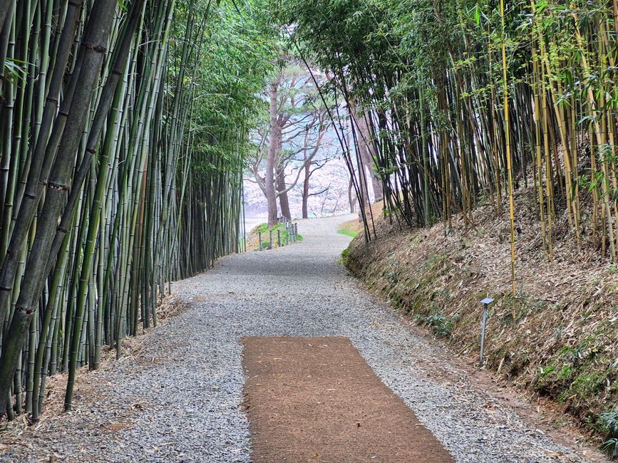 Bosque de Ahopsan