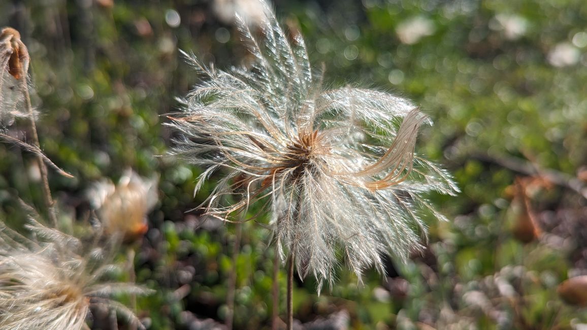 Lustige Pusteblumen